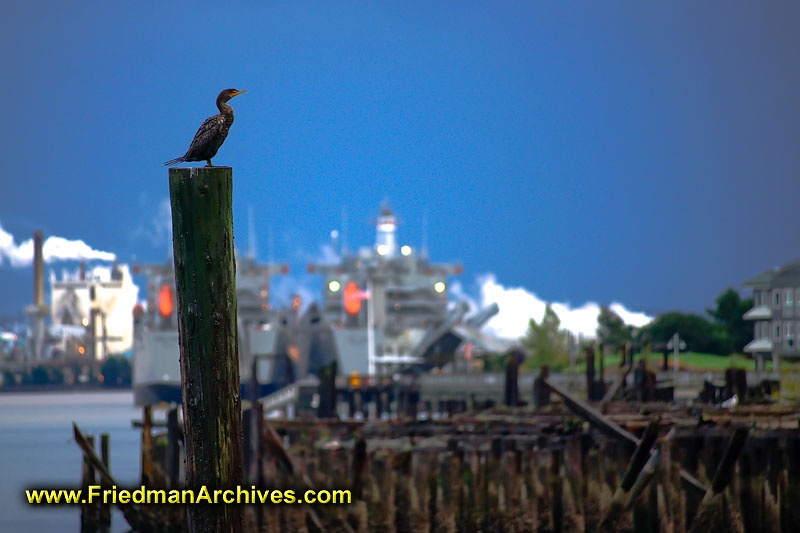 shore,dock,industrial,industry,nature,pollution,harmony,bird,shallow,DOF,